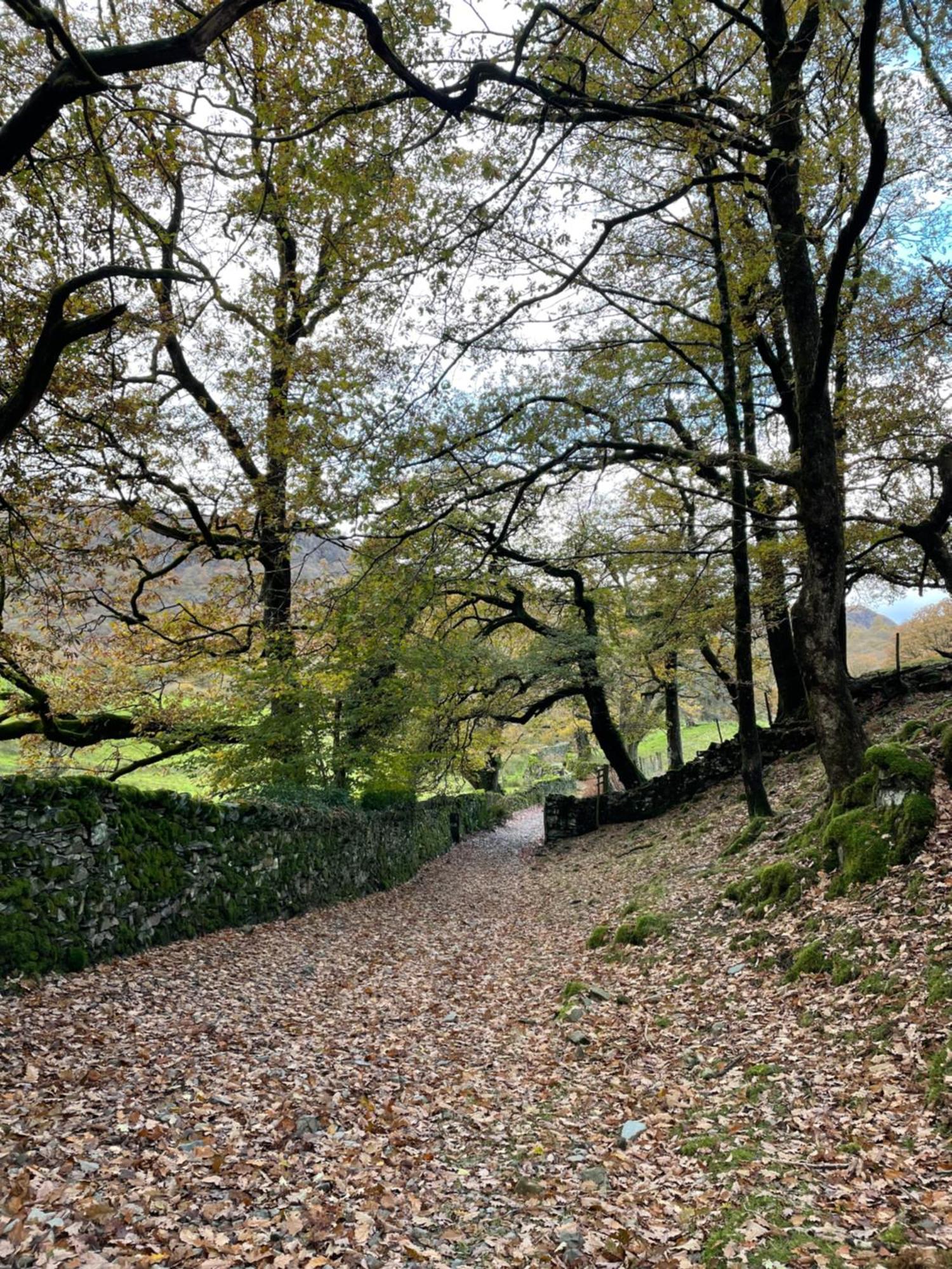 Grizedale View Apartman Coniston Kültér fotó